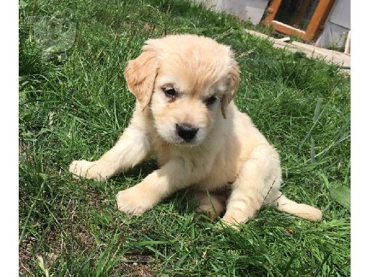 Όμορφα Golden Retriever κουτάβια